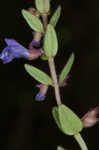 Small skullcap